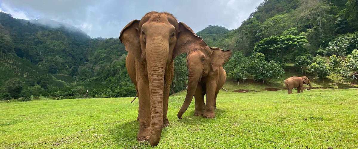 Elephant Nature Park