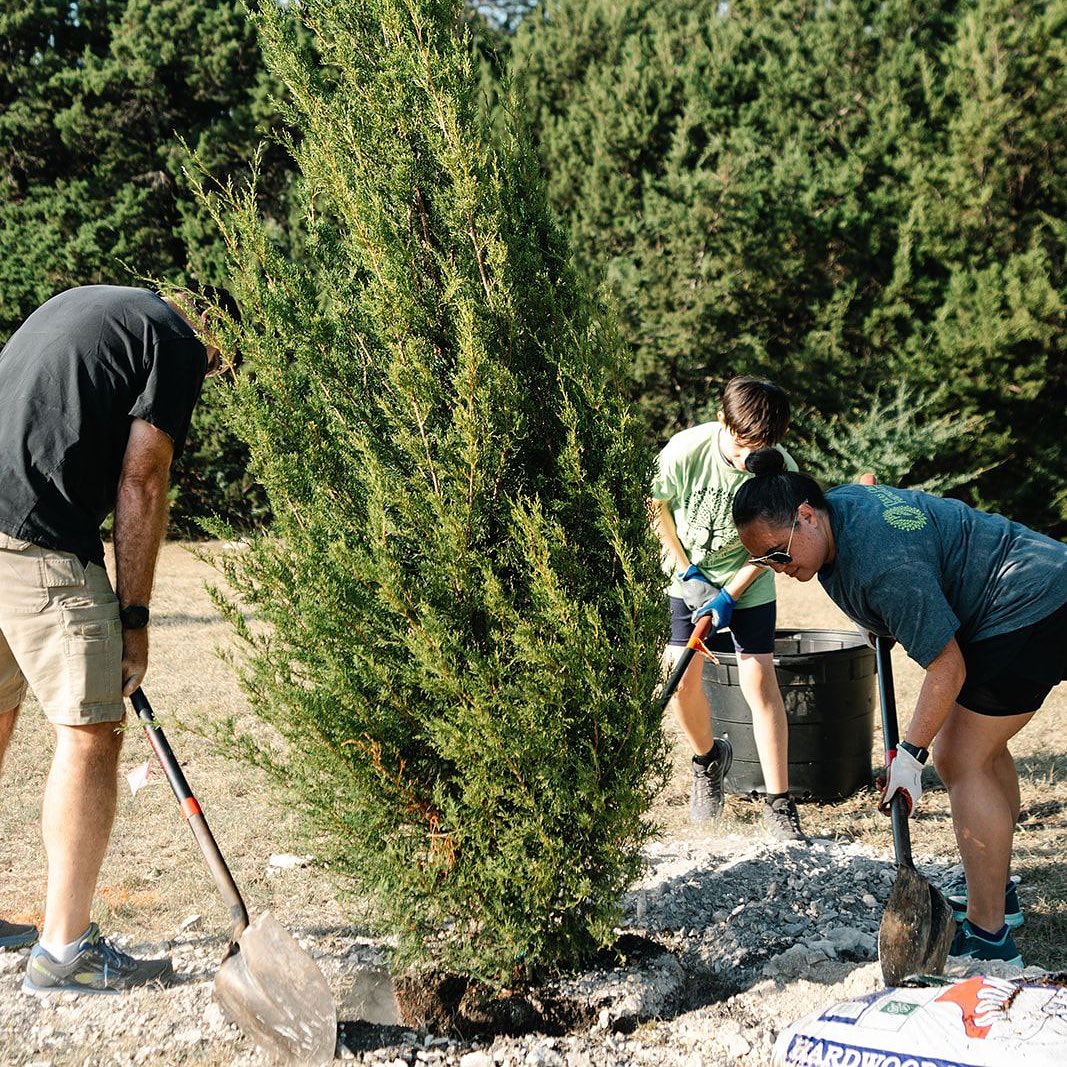 Texas Trees Foundation 