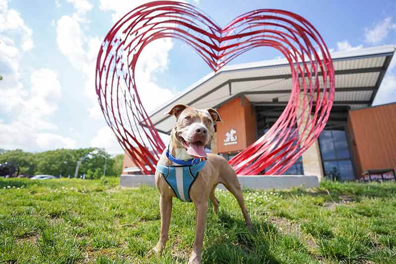 KC Pet Project